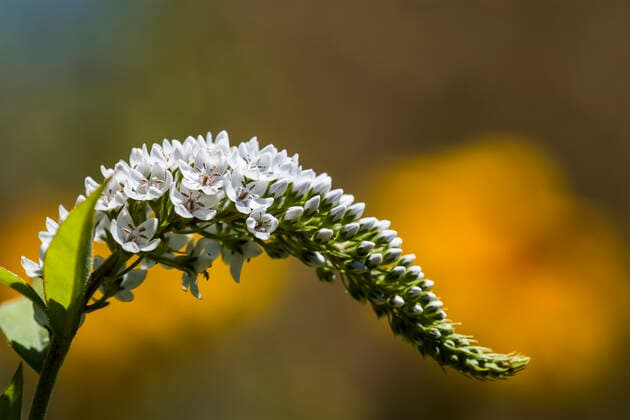 Gooseneck Loosestrife (Lysimachia clethroides) thrives in a garden; Astoria, Oregon, United States of America  Copyright: RobertxL.xPotts 12331591