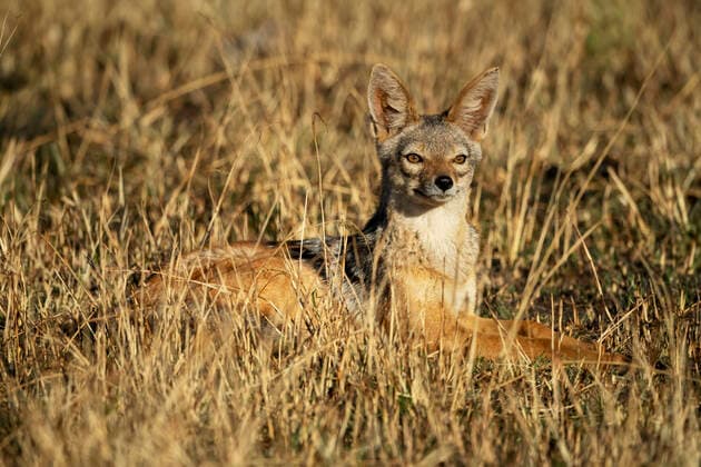 IMAGO Nature: Unsere Erde, Tiere, Tierische Meister der Tarnung Portrait of black-backed jackal (Canis mesomelas) lying in the grass lifting head and looking alert; Tanzania  Copyright: NickxDale 33294281