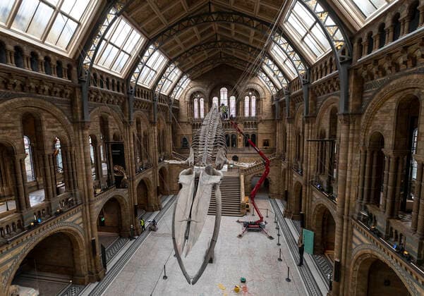 (200728) -- LONDON, July 28, 2020 -- Staff members polish the blue whale skeleton at Hintze Hall of Natural History Museum before its reopening in London, Britain, on July 27, 2020. The Natural History Museum will reopen from August 5. ) BRITAIN-LONDON-NATURAL HISTORY MUSEUM-REOPENING-PREPARATION HanxYan 