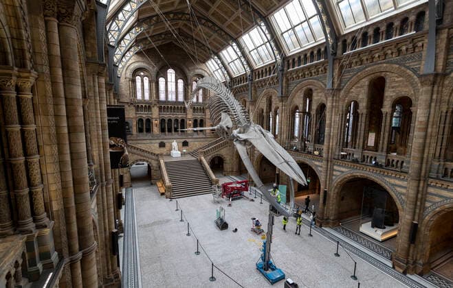 (200728) -- LONDON, July 28, 2020 -- A staff member polishes the blue whale skeleton at Hintze Hall of Natural History Museum before its reopening in London, Britain, on July 27, 2020. The Natural History Museum will reopen from August 5. ) BRITAIN-LONDON-NATURAL HISTORY MUSEUM-REOPENING-PREPARATION HanxYan 