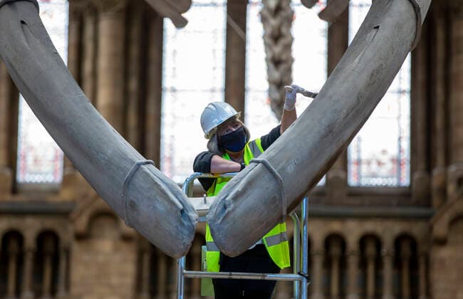 (200728) -- LONDON, July 28, 2020 -- A staff member polishes the blue whale skeleton at Hintze Hall of Natural History Museum before its reopening in London, Britain, on July 27, 2020. The Natural History Museum will reopen from August 5. ) BRITAIN-LONDON-NATURAL HISTORY MUSEUM-REOPENING-PREPARATION HanxYan 