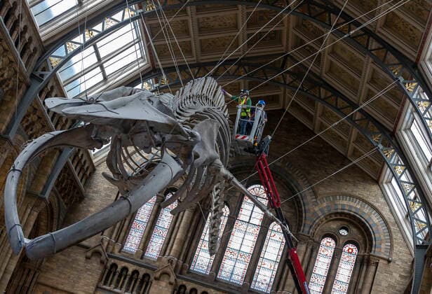 (200728) -- LONDON, July 28, 2020 -- Staff members polish the blue whale skeleton at Hintze Hall of Natural History Museum before its reopening in London, Britain, on July 27, 2020. The Natural History Museum will reopen from August 5. ) BRITAIN-LONDON-NATURAL HISTORY MUSEUM-REOPENING-PREPARATION HanxYan 