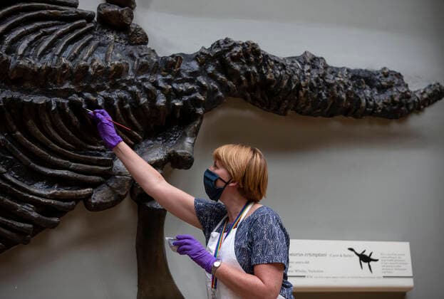(200728) -- LONDON, July 28, 2020 -- A staff member fixes the color of a fossil exhibit at Hintze Hall of Natural History Museum before its reopening in London, Britain, on July 27, 2020. The Natural History Museum will reopen from August 5. ) BRITAIN-LONDON-NATURAL HISTORY MUSEUM-REOPENING-PREPARATION HanxYan 