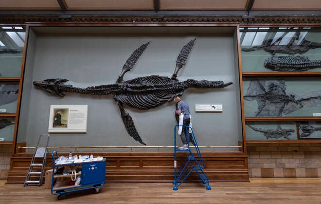 (200728) -- LONDON, July 28, 2020 -- A staff member fixes the color of a fossil exhibit at Hintze Hall of Natural History Museum before its reopening in London, Britain, on July 27, 2020. The Natural History Museum will reopen from August 5. ) BRITAIN-LONDON-NATURAL HISTORY MUSEUM-REOPENING-PREPARATION HanxYan 