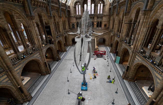 (200728) -- LONDON, July 28, 2020 -- A staff member polishes the blue whale skeleton at Hintze Hall of Natural History Museum before its reopening in London, Britain, on July 27, 2020. The Natural History Museum will reopen from August 5. ) BRITAIN-LONDON-NATURAL HISTORY MUSEUM-REOPENING-PREPARATION HanxYan 