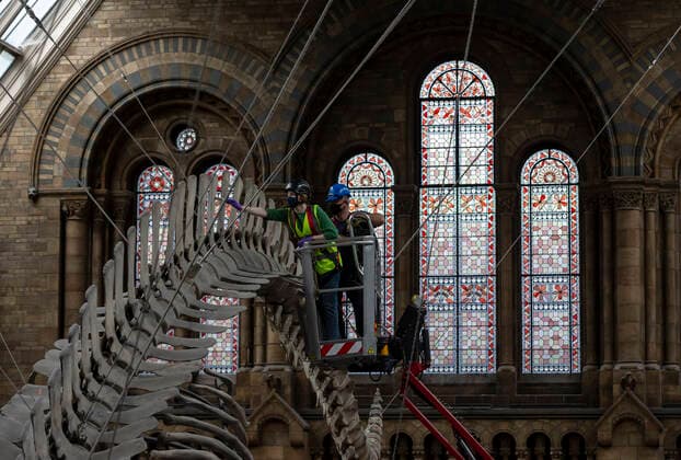 (200728) -- LONDON, July 28, 2020 -- Staff members polish the blue whale skeleton at Hintze Hall of Natural History Museum before its reopening in London, Britain, on July 27, 2020. The Natural History Museum will reopen from August 5. ) BRITAIN-LONDON-NATURAL HISTORY MUSEUM-REOPENING-PREPARATION HanxYan 