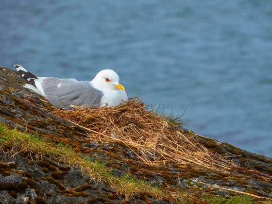 Storm Moewe, storm Moewe Larus canus , in nest, Norway, Troms, Tromsoe mew gull Larus canus , on nest, Norway, Troms, Tromsoe BLWS624187 Copyright: xblickwinkel H.xBaesemannx