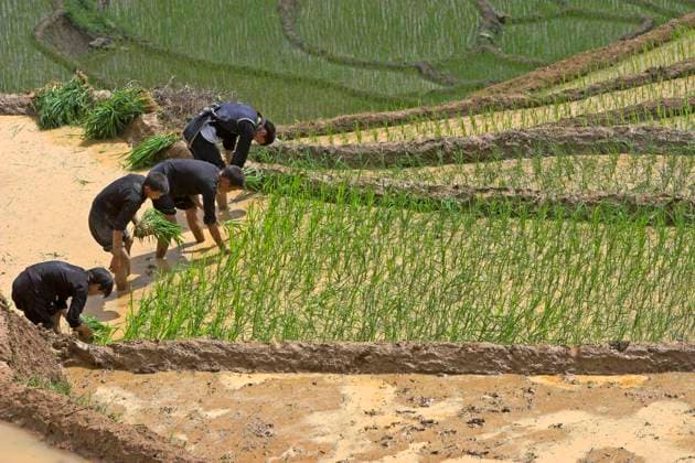 IMAGO Cultures of the world, Schwarze Hmong in Nordvietnam Hilltribe men replant and respace half grown rice near Sapa north Vietnam CopyrightxAndrewxJxWoodley 4044_31_060612_sapa_mg_2368