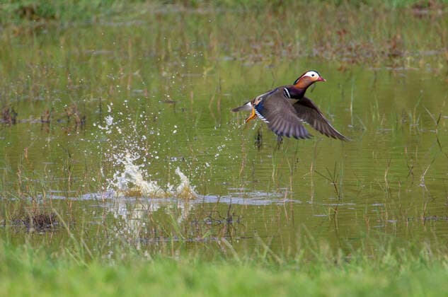 Mandarin Duck, Mandarin Duck Aix galericulata , Male flying out of a pond, Portugal, Azores, Terceira mandarin duck Aix galericulata , Male taking off from a local pond, Portugal, Azores, Terceira BLWS624246 Copyright: xblickwinkel AGAMI R.xArmadax