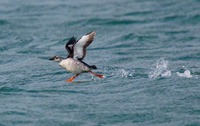 Black Guillemot Cepphus grylle , starts from water, Great Britain, England, Norfolk black guillemot Cepphus grylle , First winter starting from water, United Kingdom, England, Norfolk BLWS624002 Copyright: xblickwinkel AGAMI S.xGantlettx