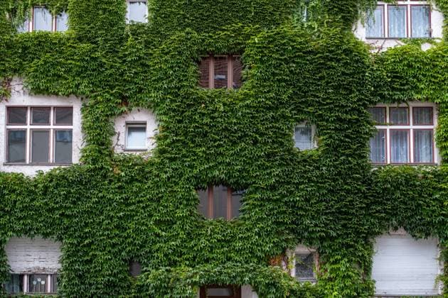 Green house facade in the Gudvangerstrasse in Berlin Prenzlauer Berg Green house facade