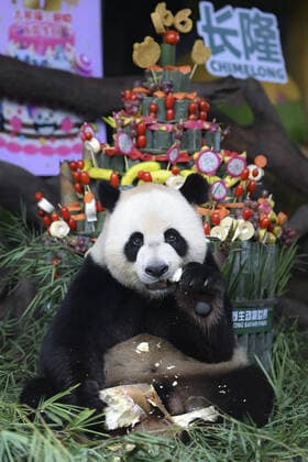 Bilder des Jahres 2020, News 07 Juli News Themen der Woche KW31 July 29, 2020, Guangzhou, Guangdong, China: One of the triplet pandas is celebrating its 6th birthday in Guangzhou,Guangdong,China on 29th July, 2020. Guangzhou China  - ZUMAt151 20200729_zia_t151_013 Copyright: xTpgx