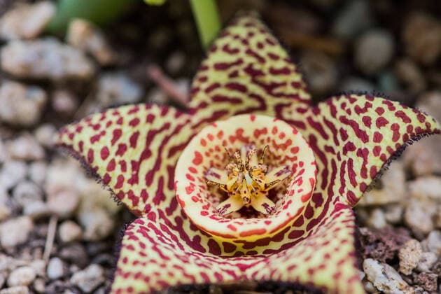 IMAGO Nature: Unsere Erde: Pflanzenwelt: Hässliche Pflanzen Wonderful, weird alien plant, fleshy rosacea doughnuts blossom.  547970808365973539