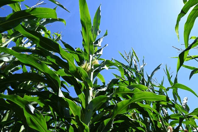 Maisfeld mit Maiskolben bei Flatow, Kremmen, Landkreis Oberhavel, Brandenburg, Deutschland *** Corn field with corncob near Flatow, Kremmen, district of Oberhavel, Brandenburg, Germany