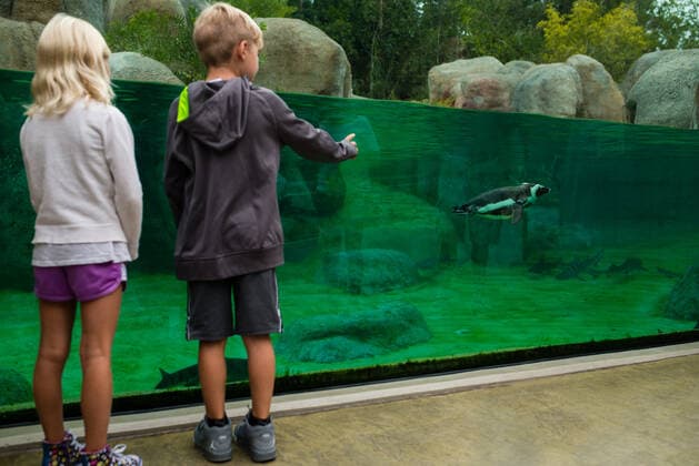 IMAGO Creative: Klimawandel - Umwelterziehung Boy and girl standing in front of penguin tank San Diego, CA, United States CR_ERBU200722-450516-01 ,model released, Symbolfoto