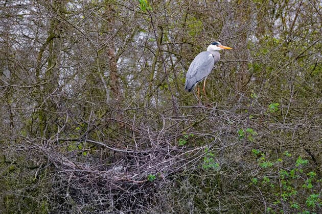 Grey heron, Grey heron, Heron, Fish heron Ardea cinerea , stands on branches at the nest, Germany, North Rhine Westphalia grey heron Ardea cinerea , stands on branches at the nest, Germany, North Rhine Westphalia BLWS624974 Copyright: xblickwinkel A.xvonxDuerenx