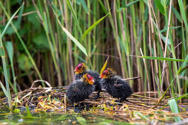 Blaesshuhn, Blaess Huhn, Bless Huhn, Bless Ralle, Blaess Ralle, Bless Ralle, Bless Ralle Fulica atra , chicks in the nest, Netherlands black coot Fulica atra , chicks in the nest, Netherlands BLWS624991 Copyright: xblickwinkel A.xvonxDuerenx
