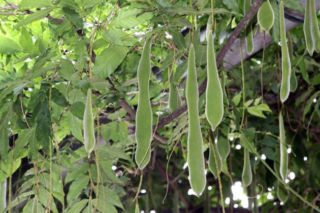 Reife Hülsenfrüchtler Die Hülsenfrüchte vom Blauregen hängen von den Ranken herab. *** Ripe legumes The legumes from the blue rain hang down from the tendrils