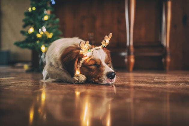 Pet dog dressed up for Christmas  560462789465997402