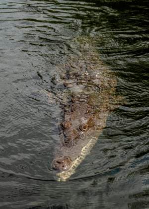 Crocodile smimming in the Black River, Saint Elizabeth Parish, Jamaica, West Indies, Caribbean, Central America Copyright: KarolxKozlowski 1245-2041