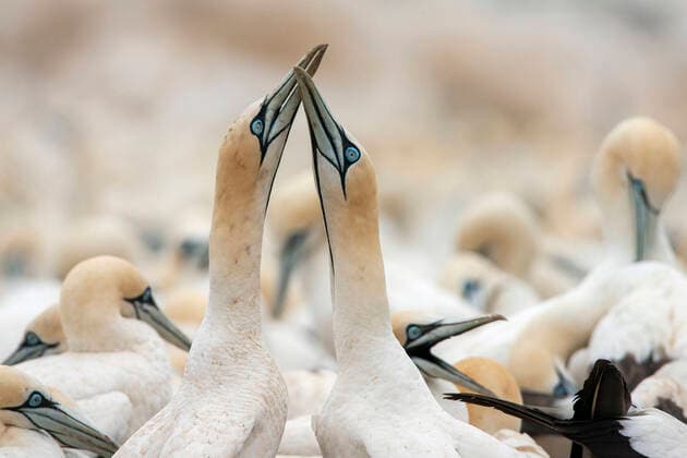 IMAGO Creative: UN Welt-Habitat-Tag am 3. Oktober Kaptoelpel, Kap-Toelpel (Morus capensis), zwei Kaptoelpel balzen in der Kolonie, Suedafrika, Westkap, Lamberts Bay Cape gannet (Morus capensis), Two birds displaying in colony, South Africa, Western Cape, Lamberts Bay BLWS625238 *** Cape Toelpel, Cape Toelpel Morus capensis , two Cape Toelpel mating in colony, South Africa, Western Cape, Lamberts Bay Cape gannet Morus capensis , Two birds displaying in colony, South Africa, Western Cape, Lamberts Bay BLWS625238 Copyright: xblickwinkel AGAMI M.xGuytx