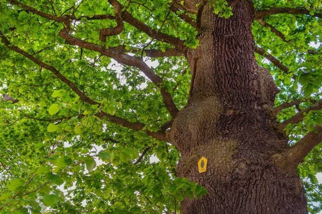English oak Quercus robur Quercus pedunculata , old oak at the wood of Loki Schmidt near Lake Brahm, Germany, Schleswig Holstein, Ahrensburg common oak, pedunculate oak, English oak Quercus robur Quercus pedunculata , old oak at the wood of Loki Schmidt near Lake Brahm, Germany, Schleswig Holstein, Ahrensburg BLWS625287 Copyright: xblickwinkel C.xKaiserx
