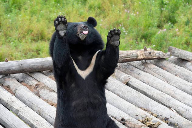 Bilder des Jahres 2020, Entertainment 08 August Entertainment Themen der Woche KW32 Entertainment Bilder des Tages (200807) -- FUYUAN, Aug. 7, 2020 -- Photo taken on Aug. 7, 2020 shows a black bear at a bear park on Heixiazi island in Fuyuan, northeast China s Heilongjiang Province. ) CHINA-HEILONGJIANG-FUYUAN-BLACK BEAR (CN) XiexJianfei 
