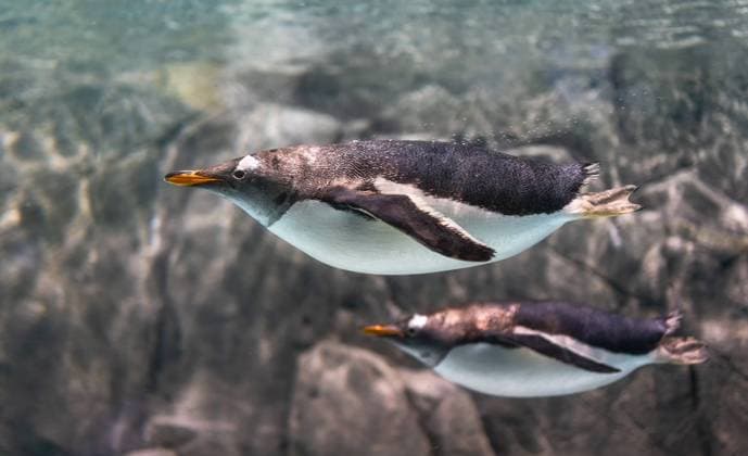 IMAGO Creative: Klimawandel - Umwelterziehung Papua penguins swimming in the water in the aquarium.  579759330200781111