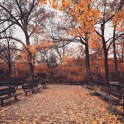 View of trees at park New York, NY, United States CR_PEALAN200803B-459333-01