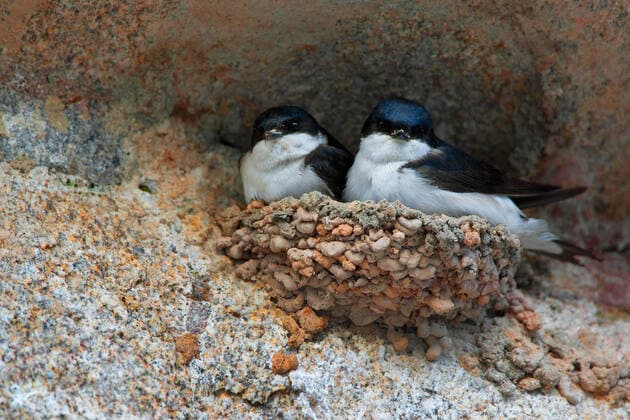House Martin, Flour Swallow Delichon urbica, Delichon urbicum , pair in nest, Belgium common house martin Delichon urbica, Delichon urbicum , pair in nest, Belgium BLWS625430 Copyright: xblickwinkel W.xPattynx