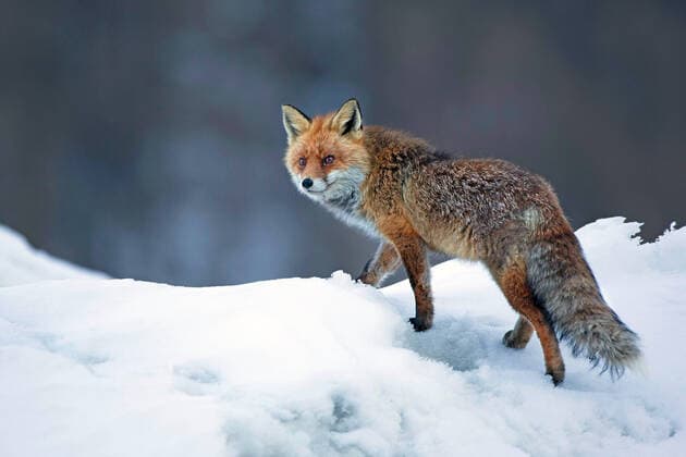 Red fox, red fox Vulpes vulpes, in snow, Belgium red fox Vulpes vulpes, in snow, Belgium BLWS625513 Copyright: xblickwinkel W.xPattynx