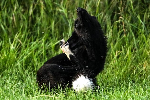 August 11, 2020, Toronto, Ontario, Canada: A rare wild melanistic fox scratches itself in Humber Park, Toronto - a large naturalized parkland on the western waterfront of the city. The animal, more commonly known as a silver fox, has a genetic disorder of the common North American red fox. Toronto Canada - ZUMAs109 20200811_zaf_s109_005 Copyright: xChristopherxDrostx