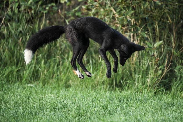 August 11, 2020, Toronto, Ontario, Canada: A rare melanistic fox leaps on a field mouse in Humber Park, Toronto - a large naturalized parkland on the western waterfront of the city. The animal, more commonly known as a silver fox, has a genetic disorder of the common North American red fox. Toronto Canada - ZUMAs109 20200811_zaf_s109_007 Copyright: xChristopherxDrostx