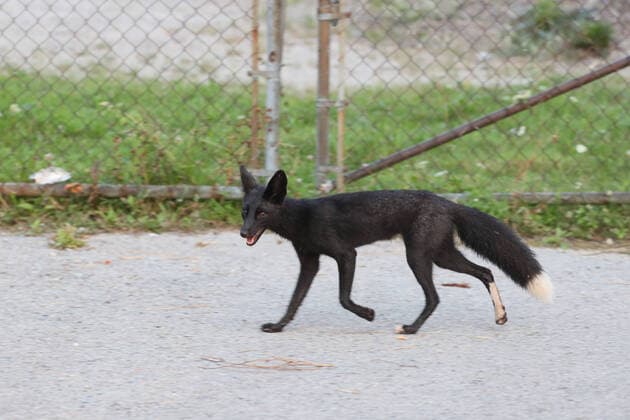 August 11, 2020, Toronto, Ontario, Canada: A rare wild melanistic fox in Humber Park, Toronto - a large naturalized parkland on the western waterfront of the city. The animal, more commonly known as a silver fox, has a genetic disorder of the common North American red fox. Toronto Canada - ZUMAs109 20200811_zaf_s109_014 Copyright: xChristopherxDrostx