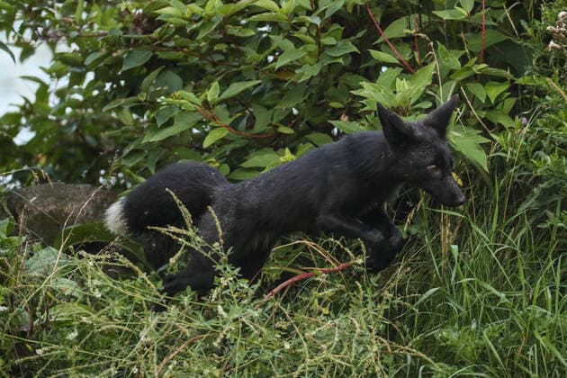 August 11, 2020, Toronto, Ontario, Canada: A rare wild melanistic fox leaps in Humber Park, Toronto - a large naturalized parkland on the western waterfront of the city. The animal, more commonly known as a silver fox, has a genetic disorder of the common North American red fox. Toronto Canada - ZUMAs109 20200811_zaf_s109_028 Copyright: xChristopherxDrostx