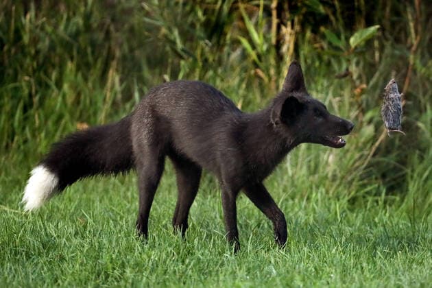 August 11, 2020, Toronto, Ontario, Canada: A rare melanistic fox tosses a field mouse in Humber Park, Toronto - a large naturalized parkland on the western waterfront of the city. The animal, more commonly known as a silver fox, has a genetic disorder of the common North American red fox. Toronto Canada - ZUMAs109 20200811_zaf_s109_033 Copyright: xChristopherxDrostx
