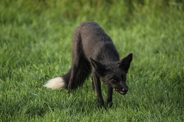 August 11, 2020, Toronto, Ontario, Canada: A rare wild melanistic fox consuming a field mouse in Humber Park, Toronto - a large naturalized parkland on the western waterfront of the city. The animal, more commonly known as a silver fox, has a genetic disorder of the common North American red fox. Toronto Canada - ZUMAs109 20200811_zaf_s109_042 Copyright: xChristopherxDrostx