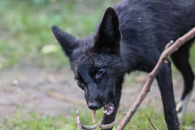 August 11, 2020, Toronto, Ontario, Canada: A rare wild melanistic fox bares teeth as it gnaws on a twig in Humber Park, Toronto - a large naturalized parkland on the western waterfront of the city. The animal, more commonly known as a silver fox, has a genetic disorder of the common North American red fox. Toronto Canada - ZUMAs109 20200811_zaf_s109_050 Copyright: xChristopherxDrostx
