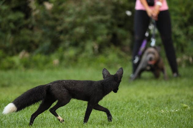 August 11, 2020, Toronto, Ontario, Canada: A woman holds her dog back as a rare wild melanistic fox cautiously passes in Humber Park, Toronto - a large naturalized parkland on the western waterfront of the city. The animal, more commonly known as a silver fox, has a genetic disorder of the common North American red fox. Locals are growing increasingly concerned with the animals behaviour becoming more humanized; taking scraps from visitors to the park. Toronto Canada - ZUMAs109 20200811_zaf_s109_054 Copyright: xChristopherxDrostx