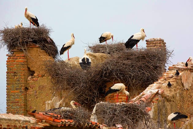 White stork, White stork Ciconia ciconia , breeding colony in a ruin, France white stork Ciconia ciconia , nesting colony in a ruin, France BLWS625460 Copyright: xblickwinkel W.xPattynx