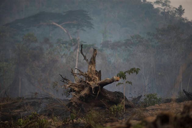 IMAGO Nature: Unsere Erde, Umweltverträgliche Herausforderungen, Regenwald August 13, 2020, Novo Progresso, Paro, BRAZIL: Tree trunk hit by fire in an area of Ã¢â‚¬¹Ã¢â‚¬¹the Amazon jungle in the region of Alvorada da AmazoÂ nia, in Novo Progresso, state of ParoÂ¡, this Thursday, on 13th August. In July, the federal government issued a decree banning burning throughout Brazil for 120 days. The veto comes amid pressure from domestic and international investors due to the country s negative image abroad caused by environmental management and increased deforestation. Novo Progresso BRAZIL - ZUMAs255 20200813_zip_s255_002 Copyright: xFernandoxSouzax