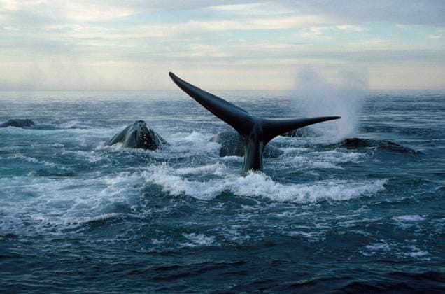 Northern Right whale.Eubalaena glacialis.Social group, at dusk, in the Bay of Fundy, New Brunswick, Canada. Sometimes up to 10 or 20 Right whales get together in large active groups, which may be mating groups, or simply social groups. Copyright: xFrancoisxGohierx xVWPicsx FGO-CH198