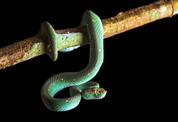 Creative Highlights World Philippinische Tempelviper (Tropidolaemus subannulatus), haengt von einem Ast herunter, Malaysia, Sabah, Danum Valley North Philippine temple pitviper, Bornean Keeled Green Pit Viper (Tropidolaemus subannulatus), hanging down from a branch, Malaysia, Sabah, Danum Valley BLWS625649 *** Philippine Temple Viper Tropidolaemus subannulatus , hanging down from a branch, Malaysia, Sabah, Danum Valley North Philippine temple pitviper, Bornean Keeled Green Pit Viper Tropidolaemus subannulatus , hanging down from a branch, Malaysia, Sabah, Danum Valley BLWS625649 Copyright: xblickwinkel G.xFischerx