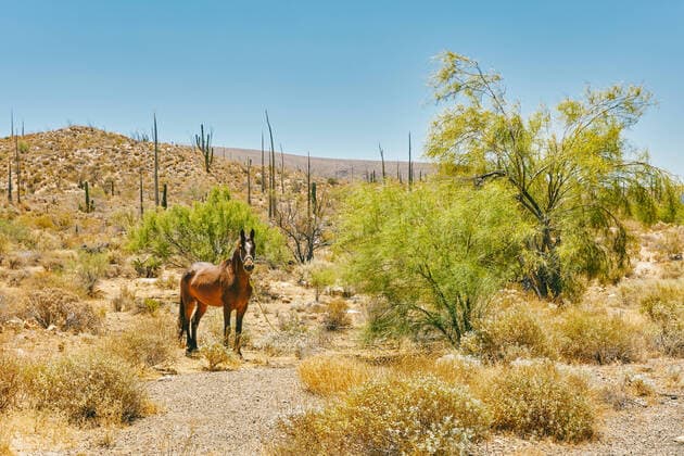 Horse tied up to tree in the desert of Baja, Mexico during summer day. Baja California, Chis., Mexico CR_JUSLKY200806-466803-01