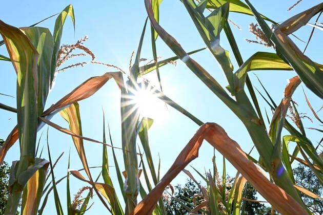 The harvest is in danger with this heat and the lack of rain Field with withered corn plants near Flatow, Kremmen, Oberhavel County, Brandenburg, Germany
