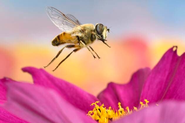  Mistbiene (Eristalis tenax) im Flug an einer Blüte des Schmuckkörbchens (Cosmos bipinnatus), Deutschland, Europa *** Dung bee Eristalis tenax in flight at a flower of the jewelry basket Cosmos bipinnatus , Germany, Europe Copyright: imageBROKER/AndrexSkonieczny ibxasy05841829.jpg