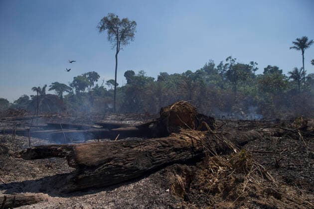 IMAGO Nature: Unsere Erde, Umweltverträgliche Herausforderungen, Regenwald August 15, 2020, Novo Progresso, Paro, BRAZIL: Smoke arises from a burnt log in an area of the Amazon jungle hit by fire, in the municipality of Novo Progresso, in the state of ParoÂ¡, on Saturday, August 15. In July, the federal government issued a decree banning burning throughout Brazil for 120 days. The veto comes amid pressure from national and international investors due to the country s negative image abroad caused by environmental management and increased deforestation. Novo Progresso BRAZIL - ZUMAs255 20200815_zip_s255_007 Copyright: xFernandoxSouzax