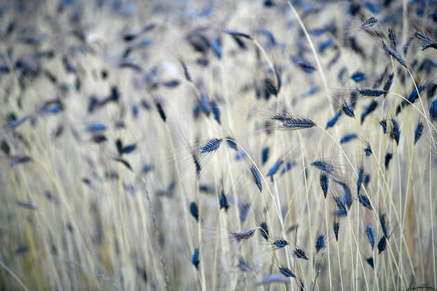IMAGO Nature: Unsere Erde, Pflanzen: Bedrohte Planzenarten in Deutschland Schwarzer Emmer (Triticum dicoccum), auch Zweikorn, eine der ältesten kultivierten Weizenarten, Ähren im Weizenfeld, Baden-Württemberg, Deutschland Weizenfeld *** Black Emmer Triticum dicoccum, also known as Zweikorn, one of the oldest cultivated wheat species, ears in the wheat field, Baden Württemberg, Germany Wheat field