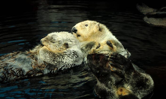 IMAGO Creative: UN Welt-Habitat-Tag am 3. Oktober Sea otter couple posing in the water Alaska, MI, United States CR_NUVA200814C-474591-01