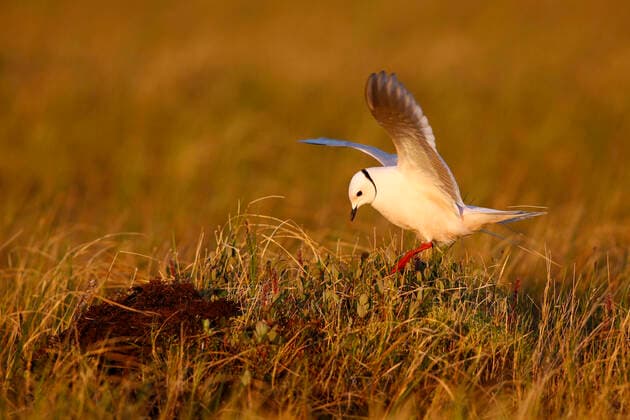 Rose Mossweed, Rose Mossweed Rhodostethia rosea , Adult in breeding plumage lands at its nest in a breeding colony in the tundra of the Indigirca delta, Russia, Siberia, Indigirka delta ross s gull Rhodostethia rosea , Adult in summer plumage at a breeding colony in the Indigirka delta on the tundra, landing at its nest, Russia, Siberian, Indigirka delta BLWS626026 Copyright: xblickwinkel AGAMI C.xvanxRijswijkx